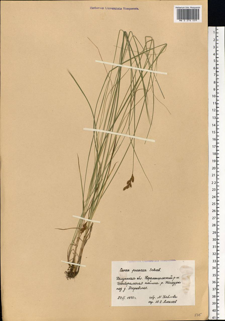 Carex praecox Schreb., Eastern Europe, Central region (E4) (Russia)