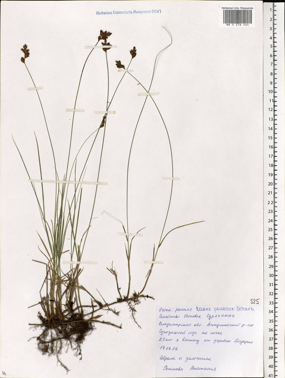 Carex praecox Schreb., Eastern Europe, Central region (E4) (Russia)
