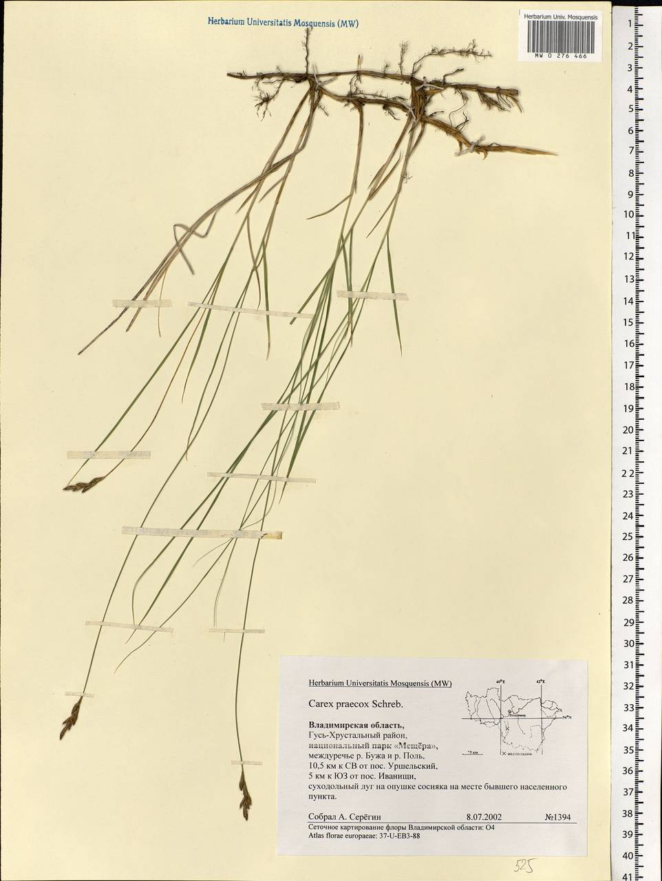 Carex praecox Schreb., Eastern Europe, Central region (E4) (Russia)