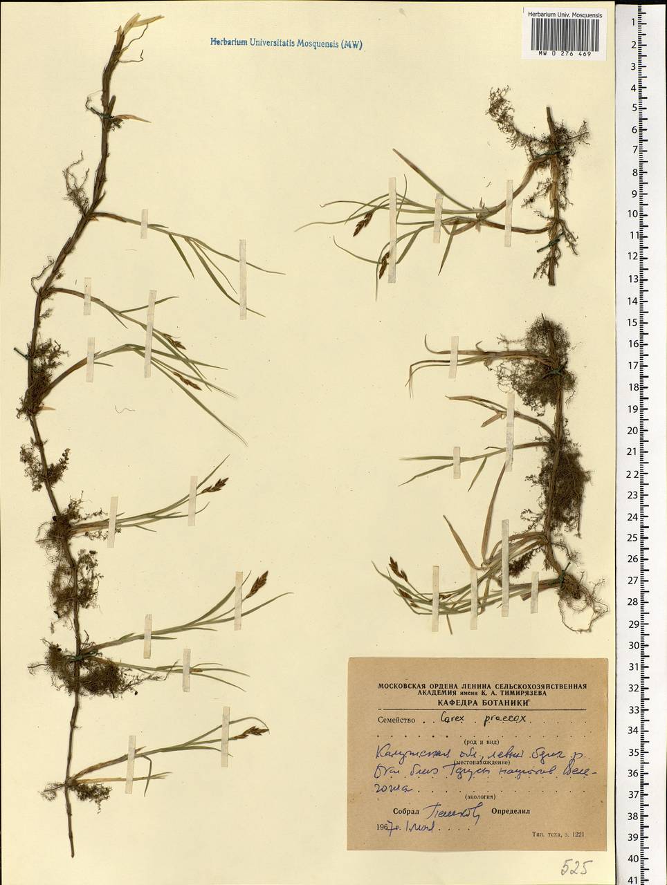 Carex praecox Schreb., Eastern Europe, Central region (E4) (Russia)