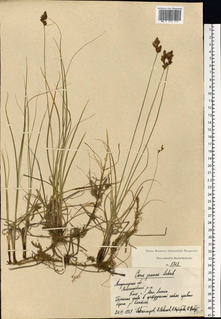 Carex praecox Schreb., Eastern Europe, Central region (E4) (Russia)