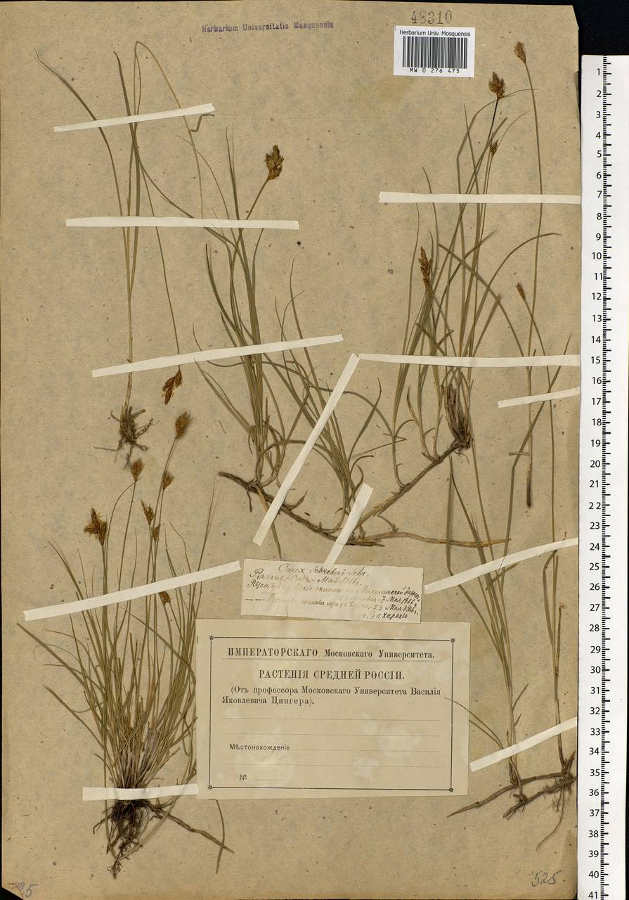 Carex praecox Schreb., Eastern Europe, Central region (E4) (Russia)