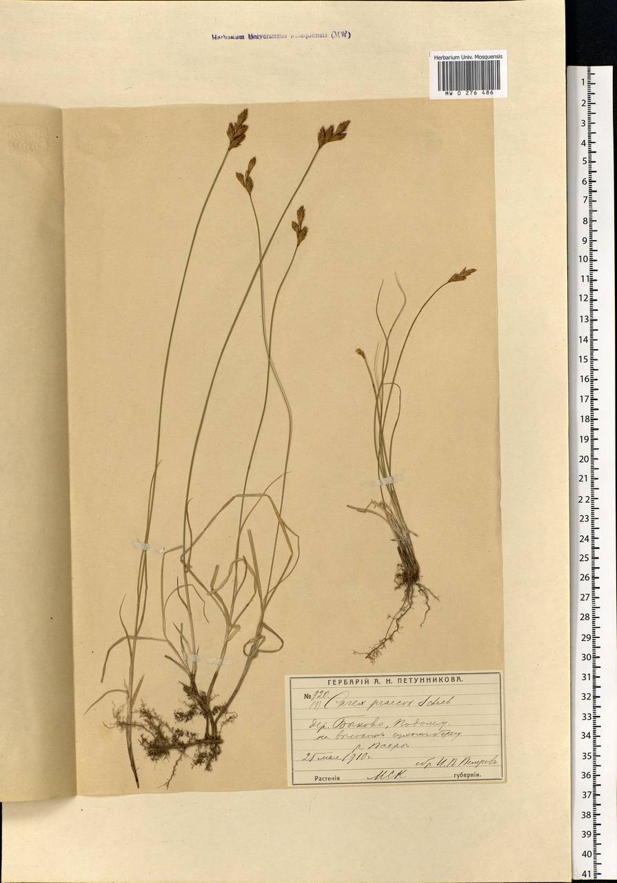 Carex praecox Schreb., Eastern Europe, Moscow region (E4a) (Russia)