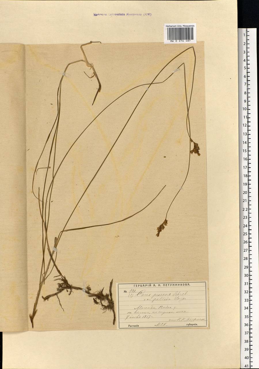 Carex praecox Schreb., Eastern Europe, Moscow region (E4a) (Russia)