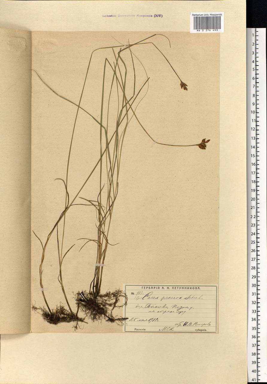 Carex praecox Schreb., Eastern Europe, Moscow region (E4a) (Russia)