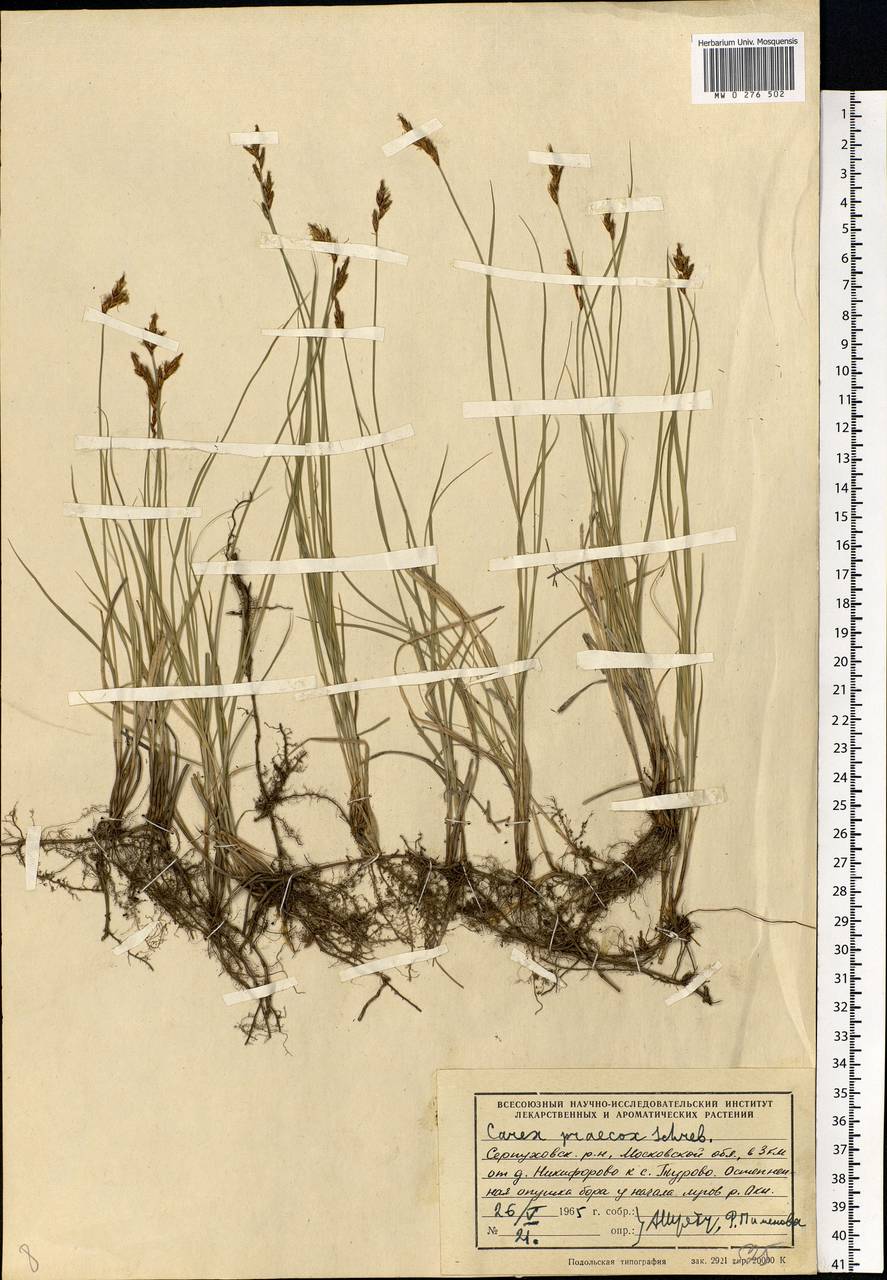 Carex praecox Schreb., Eastern Europe, Moscow region (E4a) (Russia)