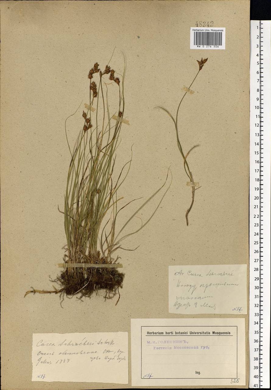 Carex praecox Schreb., Eastern Europe, Moscow region (E4a) (Russia)