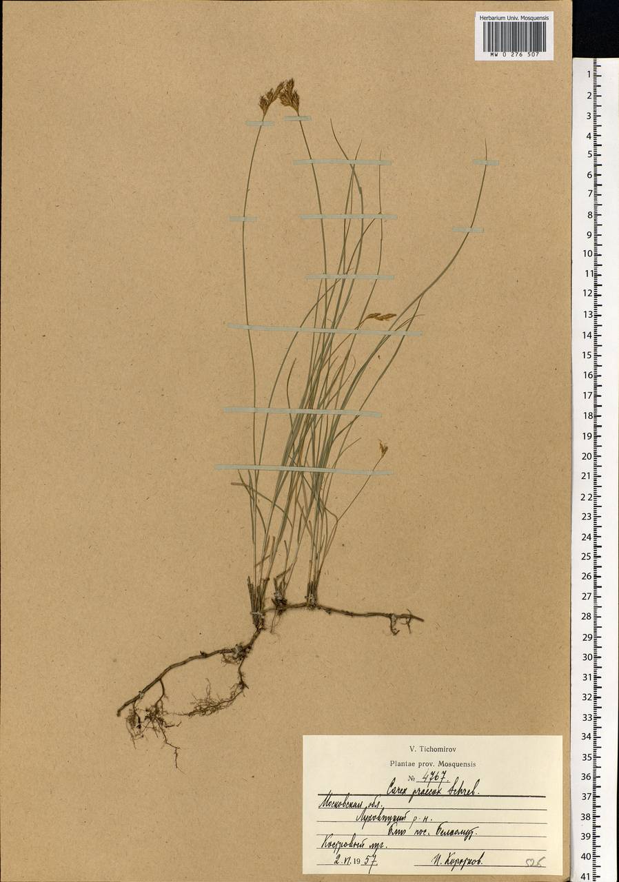 Carex praecox Schreb., Eastern Europe, Moscow region (E4a) (Russia)