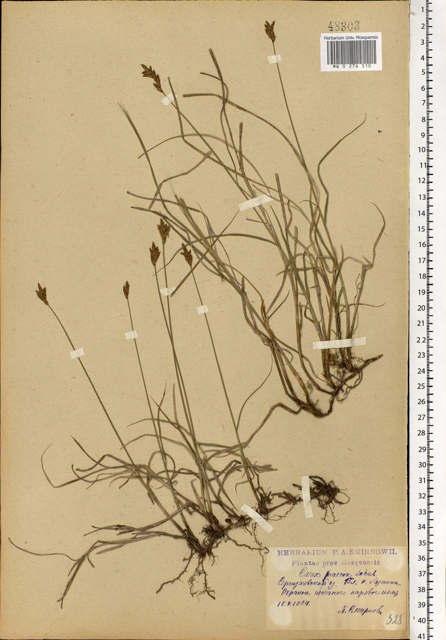 Carex praecox Schreb., Eastern Europe, Moscow region (E4a) (Russia)