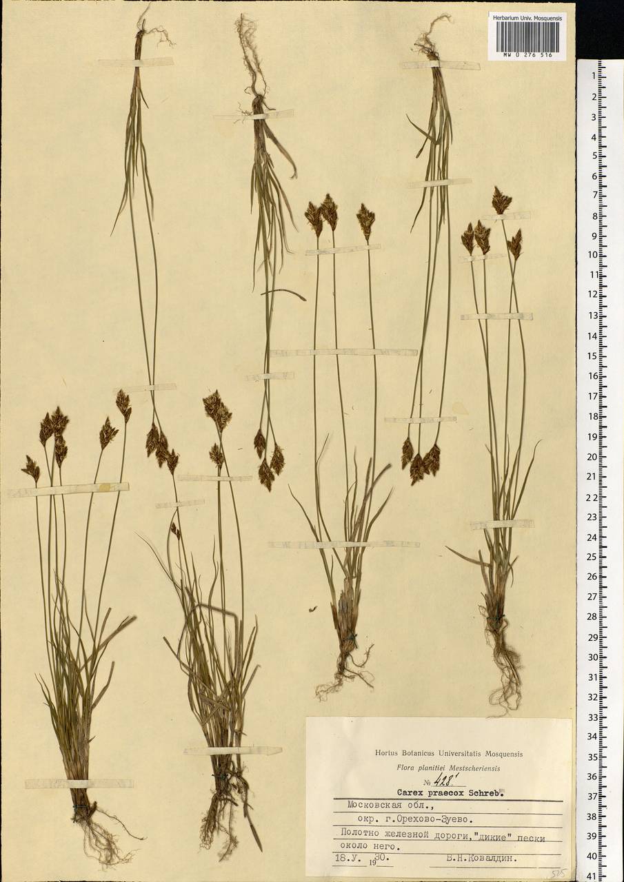 Carex praecox Schreb., Eastern Europe, Moscow region (E4a) (Russia)