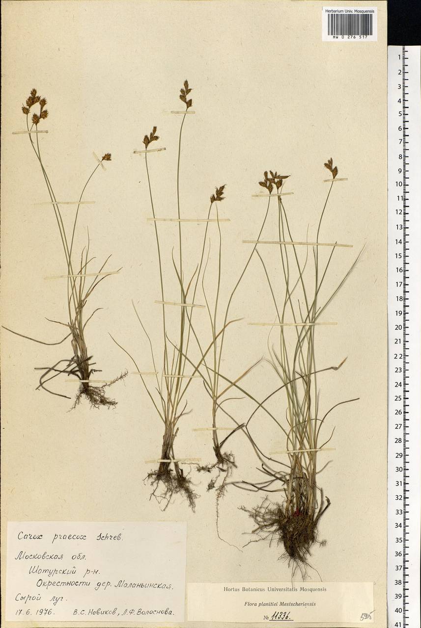 Carex praecox Schreb., Eastern Europe, Moscow region (E4a) (Russia)