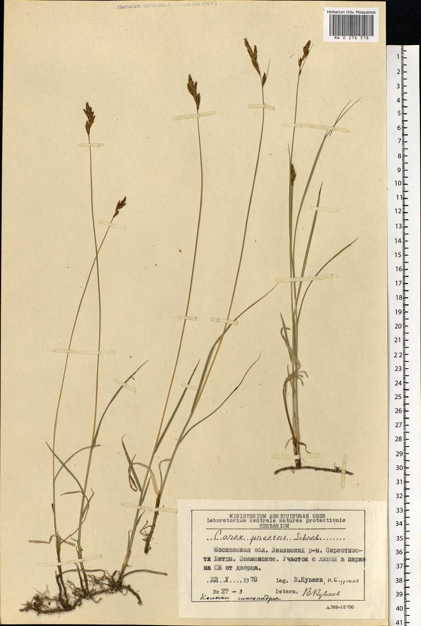 Carex praecox Schreb., Eastern Europe, Moscow region (E4a) (Russia)