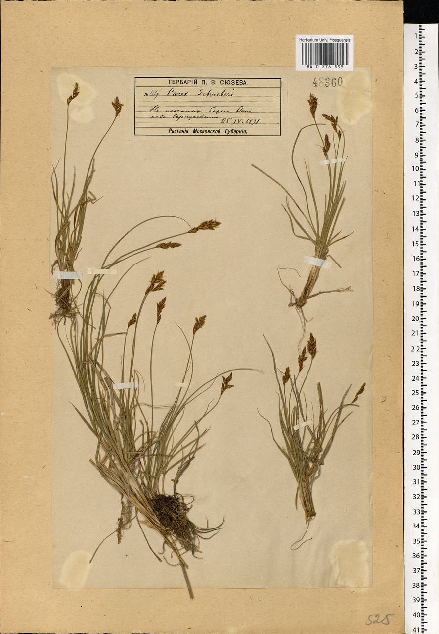 Carex praecox Schreb., Eastern Europe, Moscow region (E4a) (Russia)