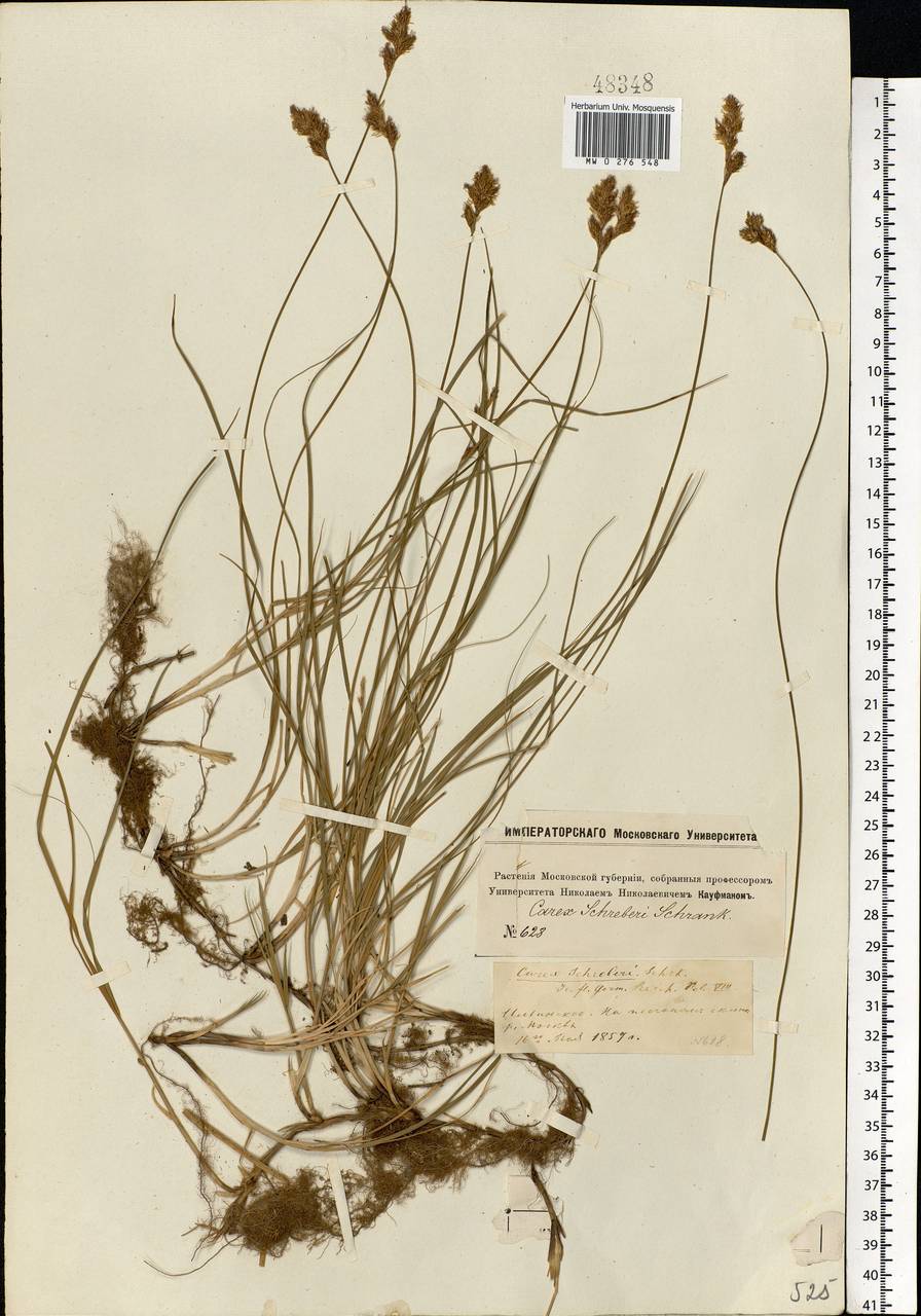 Carex praecox Schreb., Eastern Europe, Moscow region (E4a) (Russia)