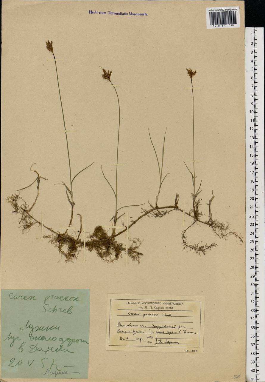 Carex praecox Schreb., Eastern Europe, Moscow region (E4a) (Russia)