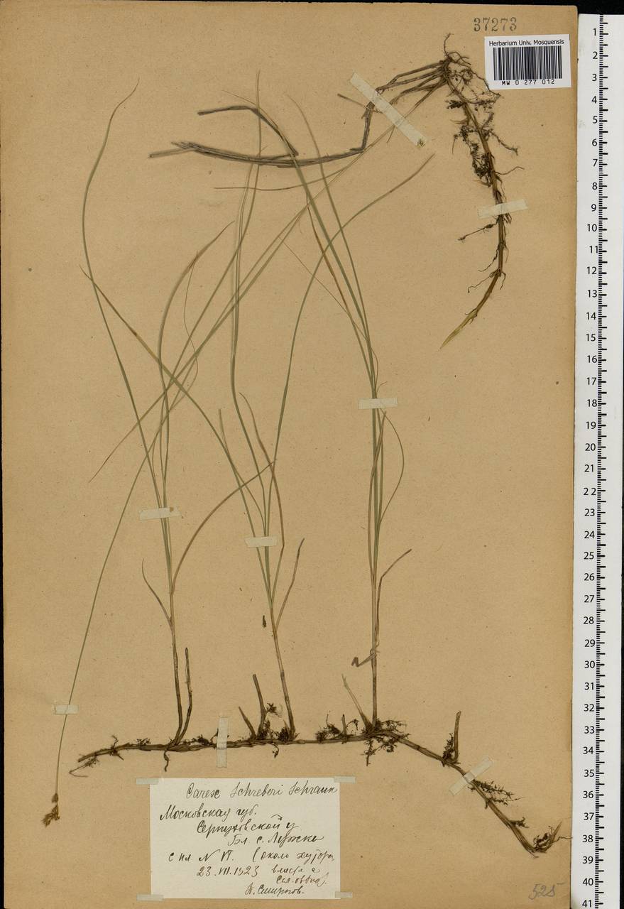 Carex praecox Schreb., Eastern Europe, Moscow region (E4a) (Russia)