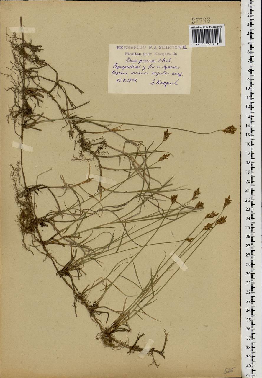 Carex praecox Schreb., Eastern Europe, Moscow region (E4a) (Russia)