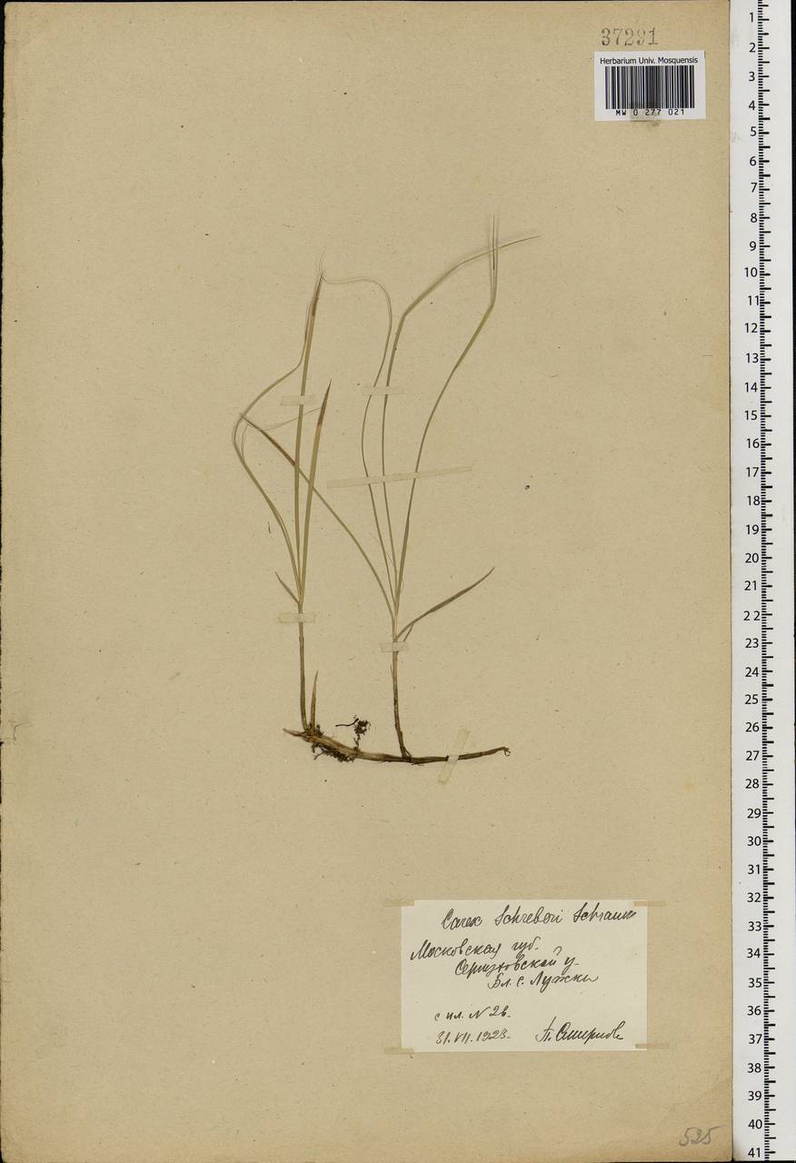 Carex praecox Schreb., Eastern Europe, Moscow region (E4a) (Russia)
