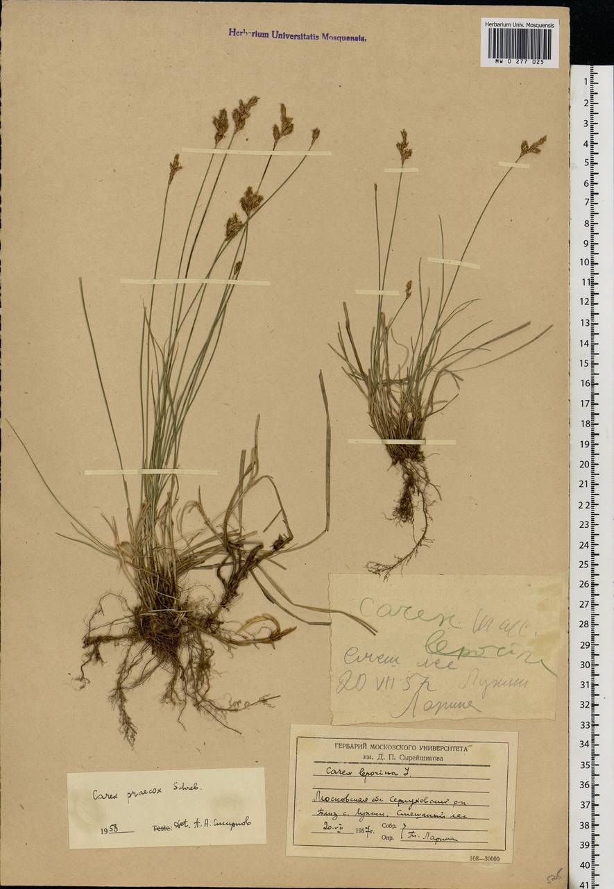 Carex praecox Schreb., Eastern Europe, Moscow region (E4a) (Russia)