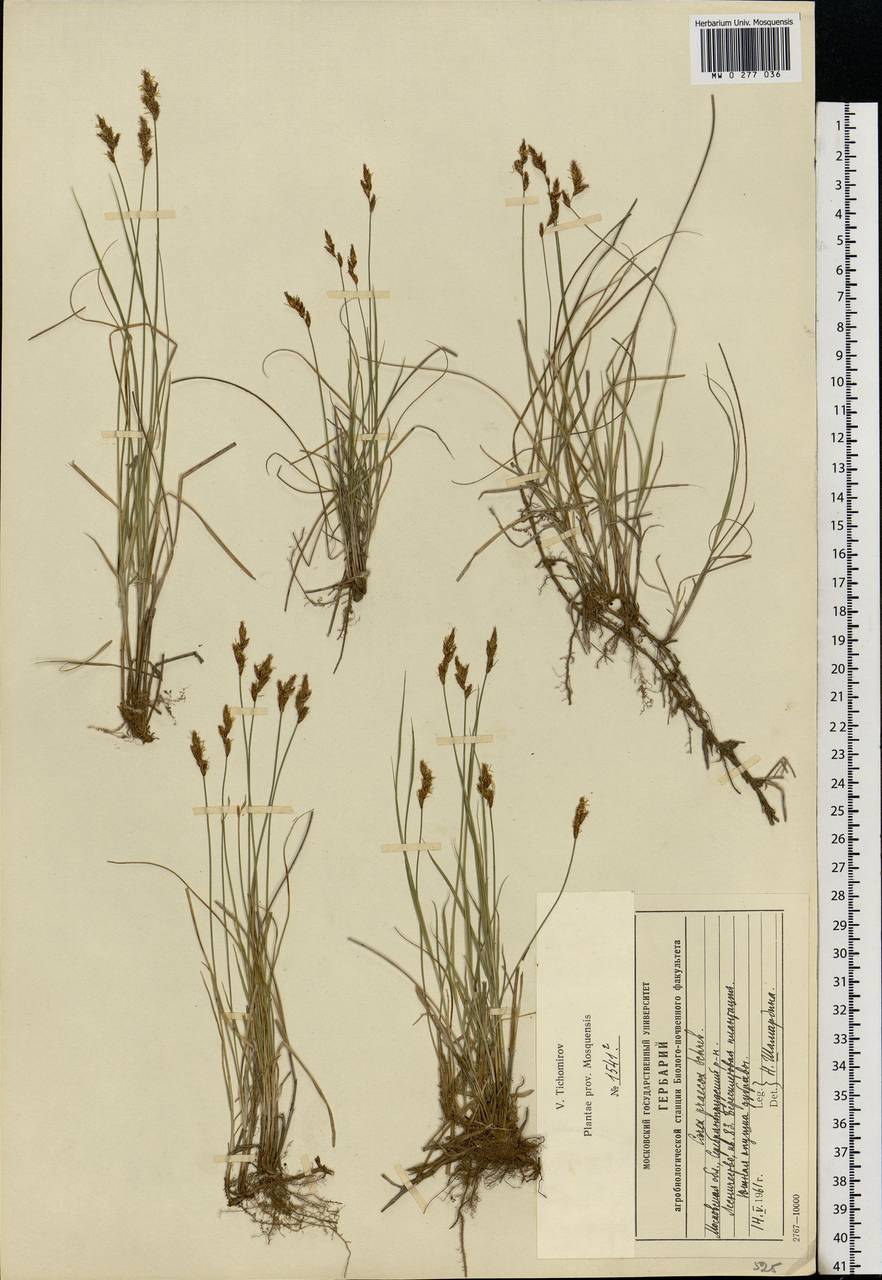 Carex praecox Schreb., Eastern Europe, Moscow region (E4a) (Russia)