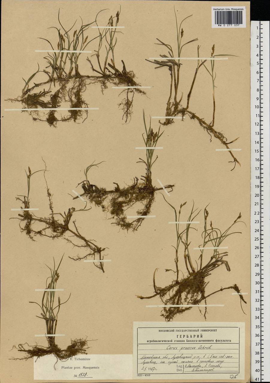 Carex praecox Schreb., Eastern Europe, Moscow region (E4a) (Russia)