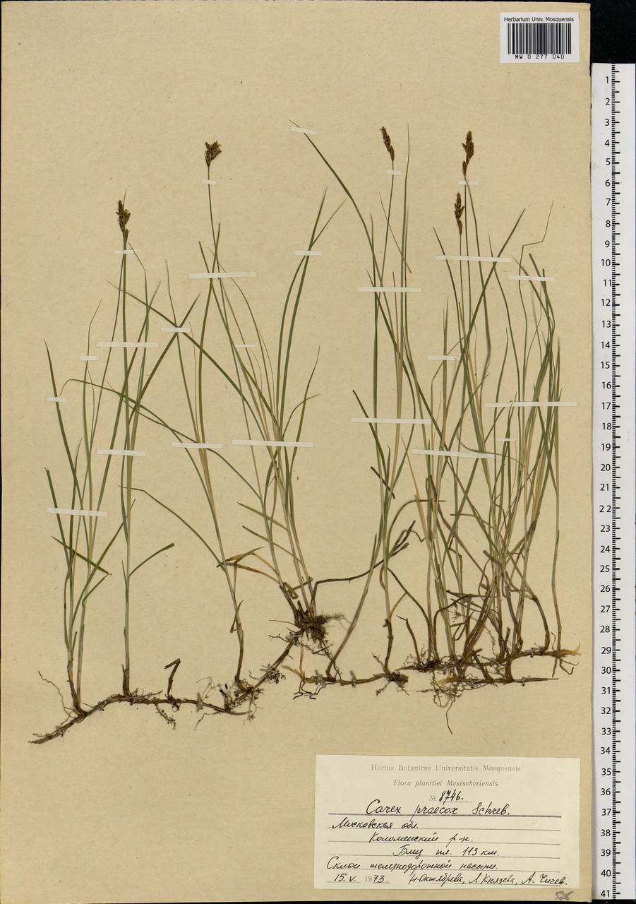 Carex praecox Schreb., Eastern Europe, Moscow region (E4a) (Russia)