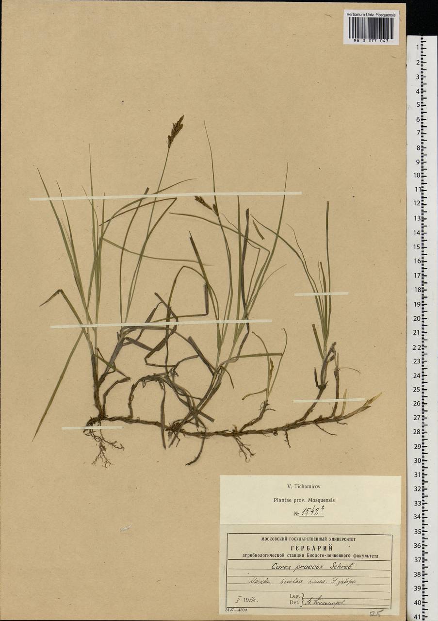 Carex praecox Schreb., Eastern Europe, Moscow region (E4a) (Russia)