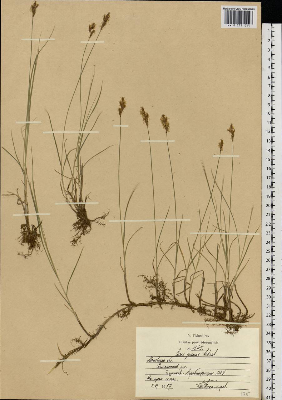 Carex praecox Schreb., Eastern Europe, Moscow region (E4a) (Russia)