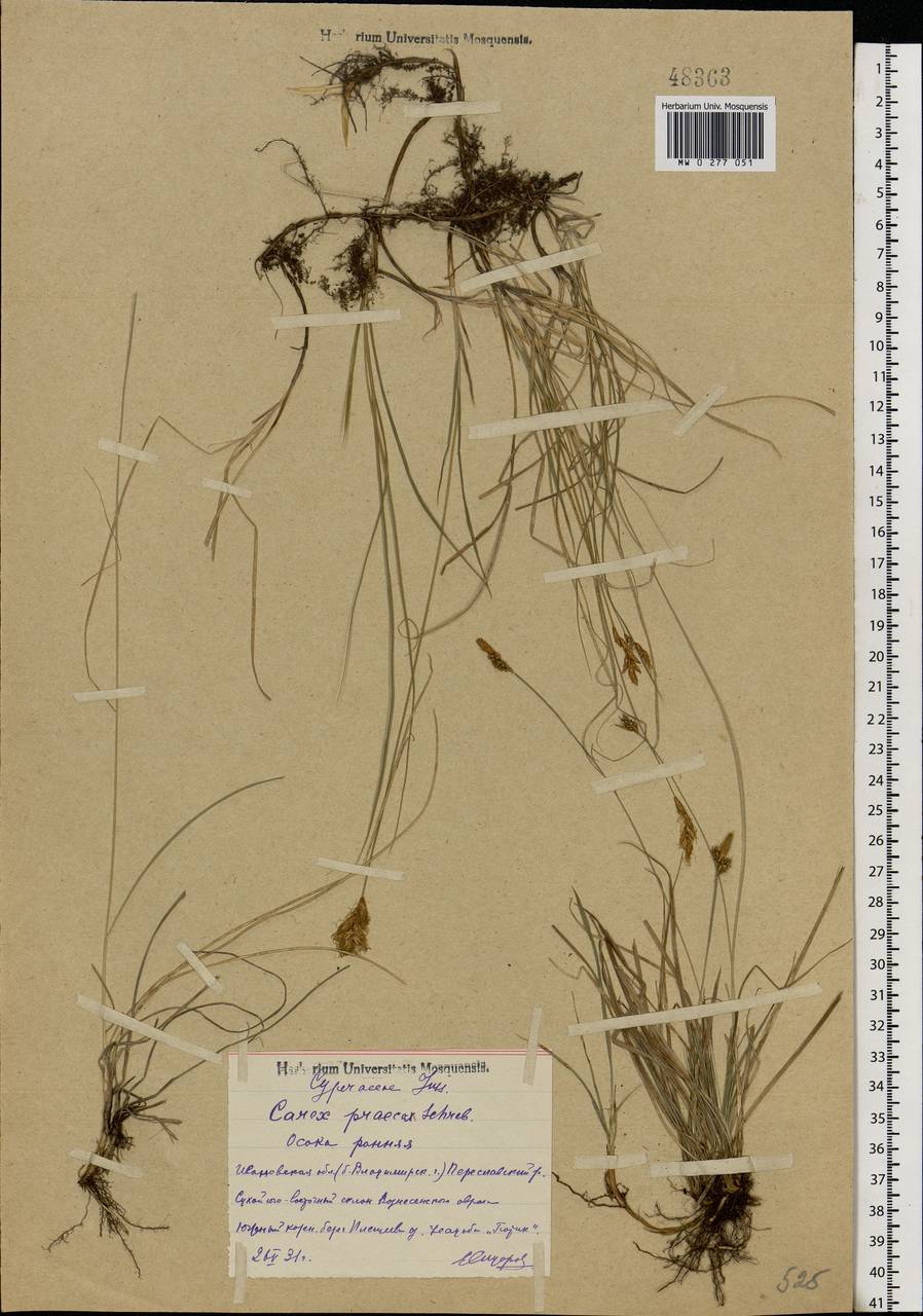 Carex praecox Schreb., Eastern Europe, Central forest region (E5) (Russia)