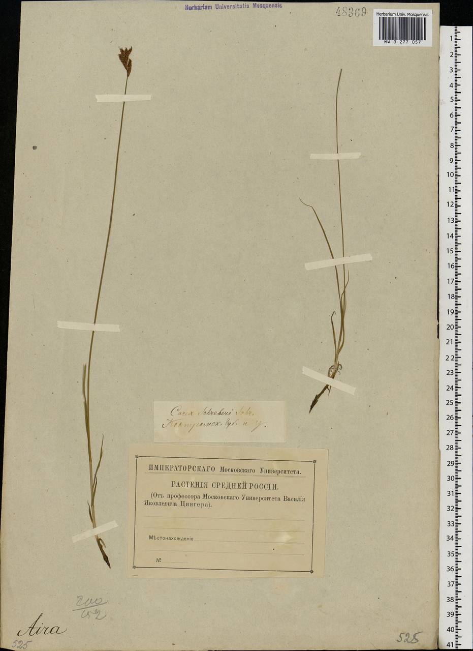 Carex praecox Schreb., Eastern Europe, Central forest region (E5) (Russia)