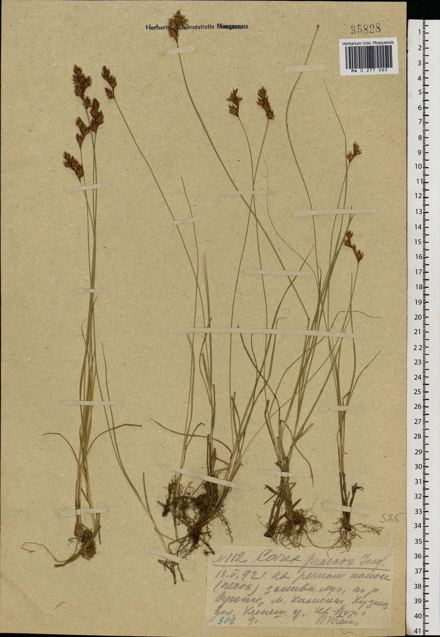 Carex praecox Schreb., Eastern Europe, Central forest region (E5) (Russia)