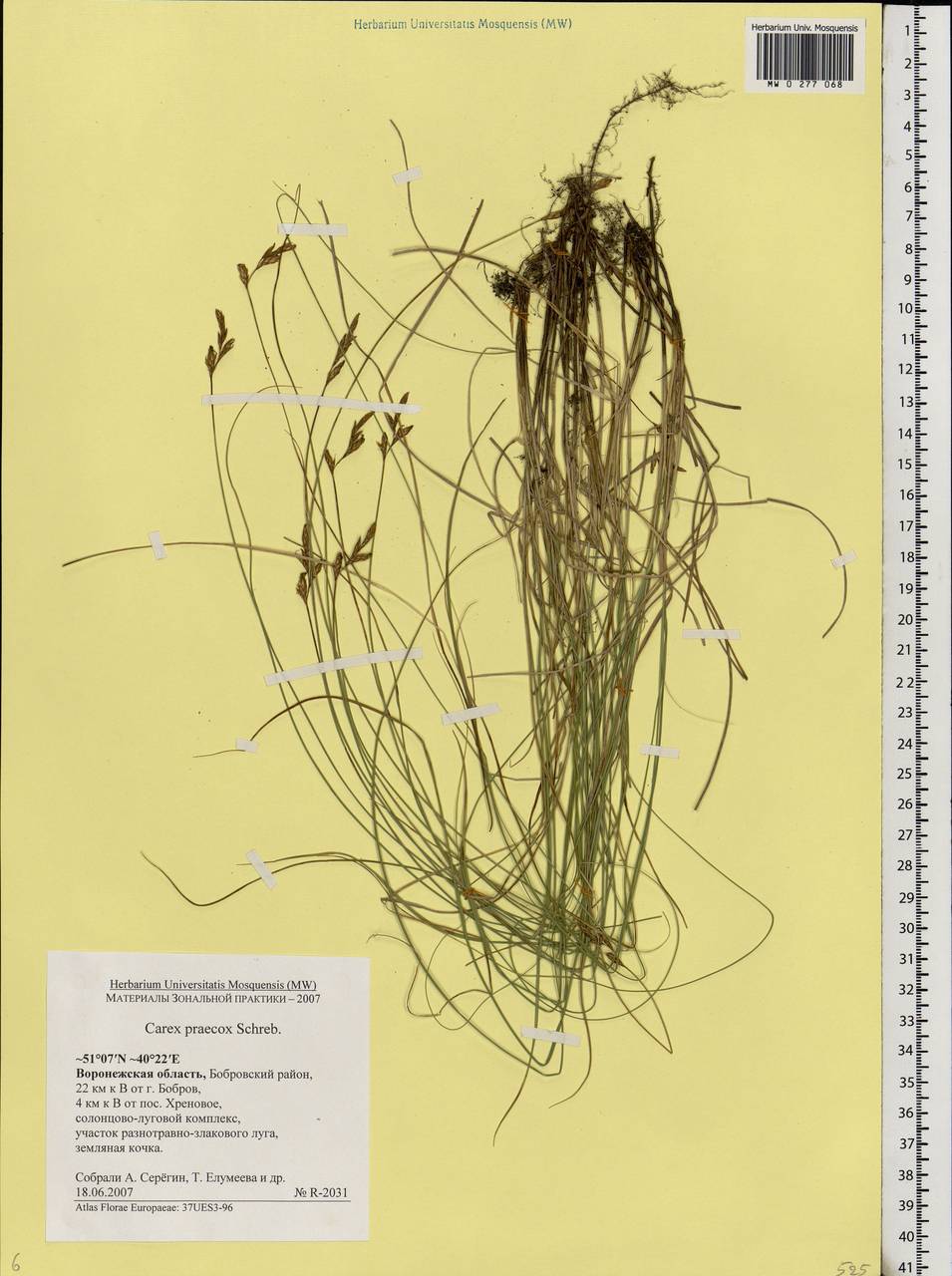 Carex praecox Schreb., Eastern Europe, Central forest-and-steppe region (E6) (Russia)