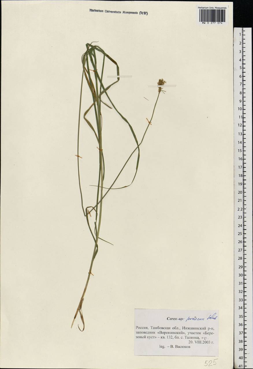 Carex praecox Schreb., Eastern Europe, Central forest-and-steppe region (E6) (Russia)