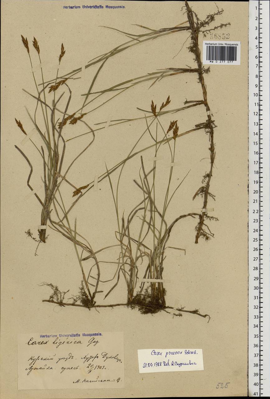 Carex praecox Schreb., Eastern Europe, Central forest-and-steppe region (E6) (Russia)