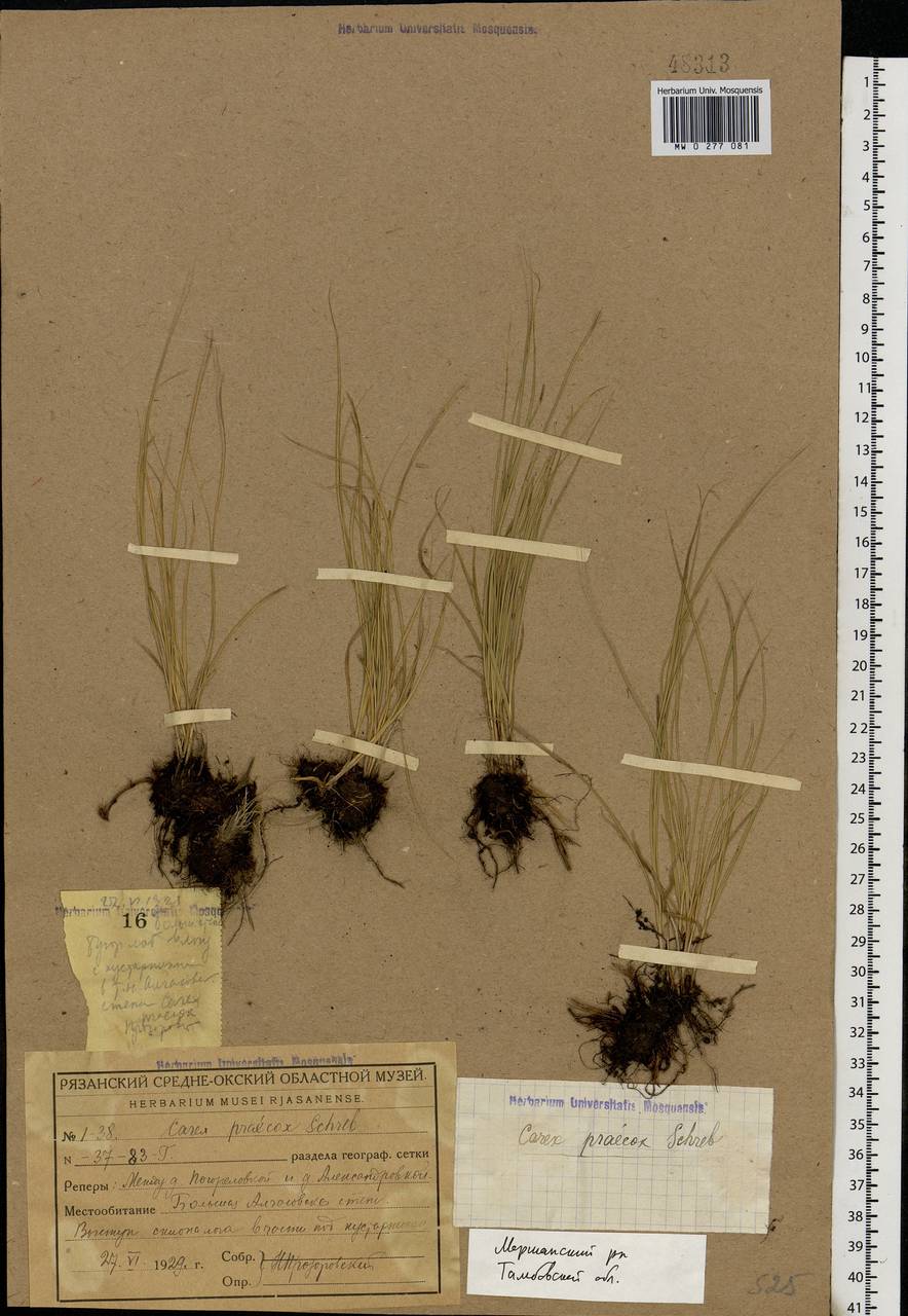 Carex praecox Schreb., Eastern Europe, Central forest-and-steppe region (E6) (Russia)