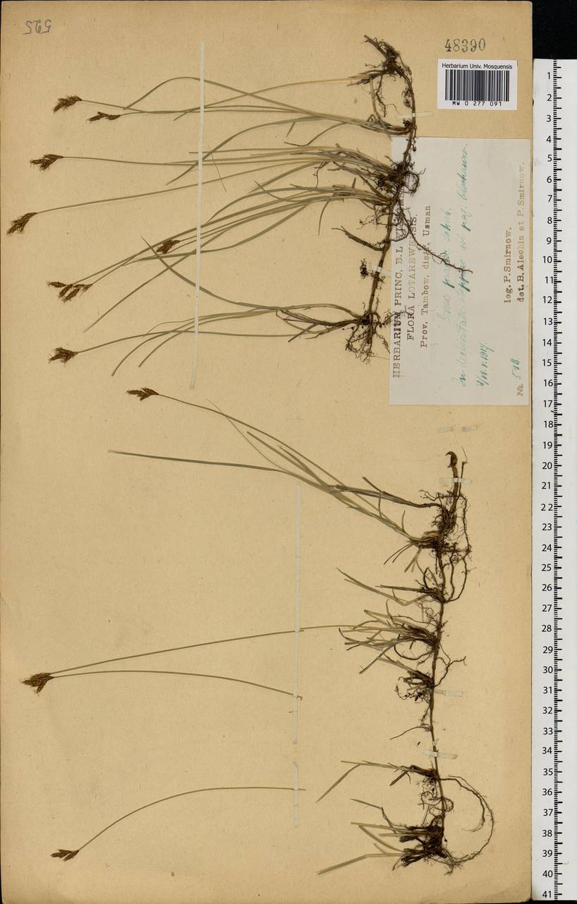 Carex praecox Schreb., Eastern Europe, Central forest-and-steppe region (E6) (Russia)