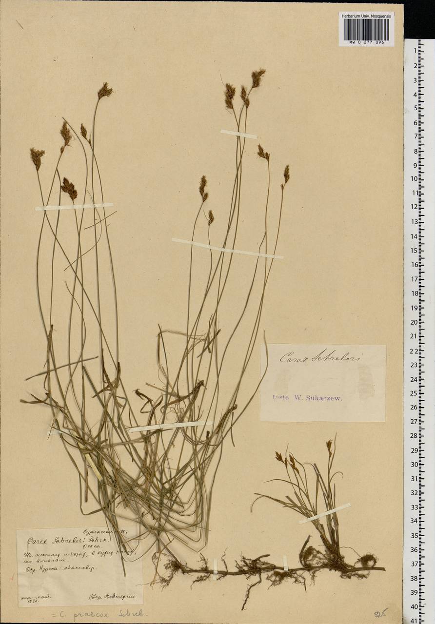 Carex praecox Schreb., Eastern Europe, Central forest-and-steppe region (E6) (Russia)
