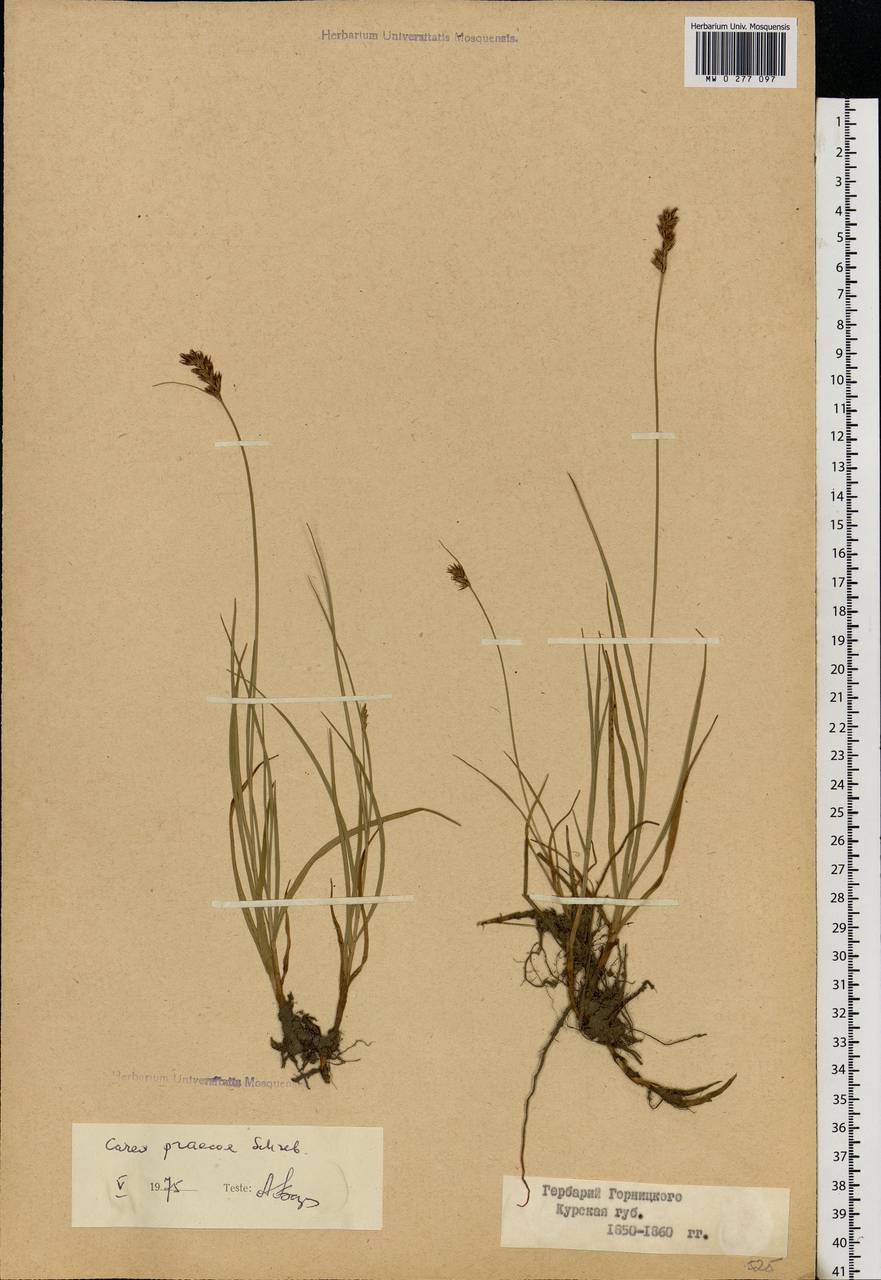 Carex praecox Schreb., Eastern Europe, Central forest-and-steppe region (E6) (Russia)