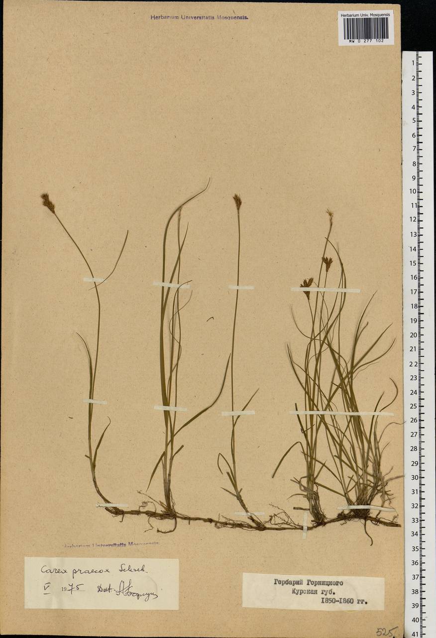 Carex praecox Schreb., Eastern Europe, Central forest-and-steppe region (E6) (Russia)