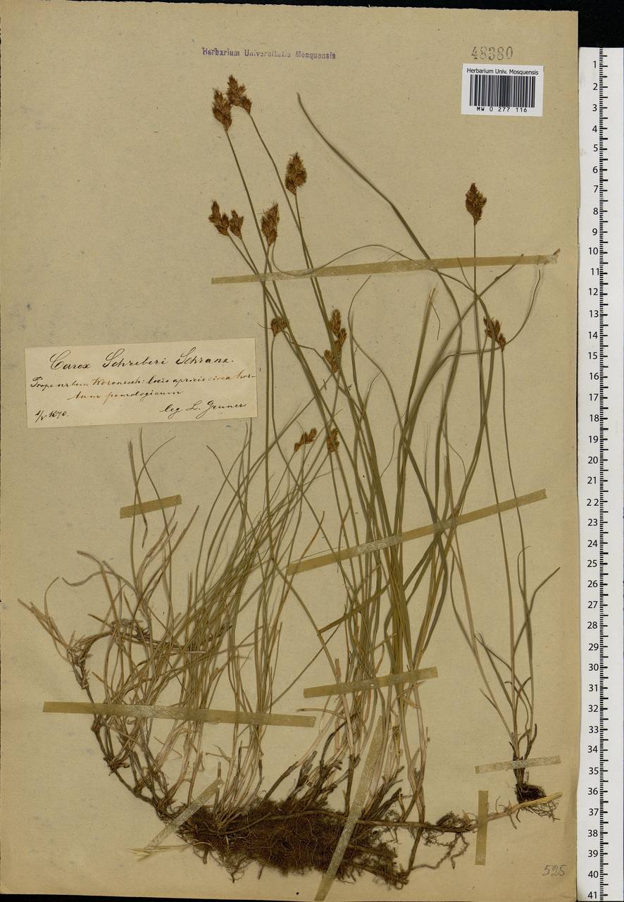 Carex praecox Schreb., Eastern Europe, Central forest-and-steppe region (E6) (Russia)