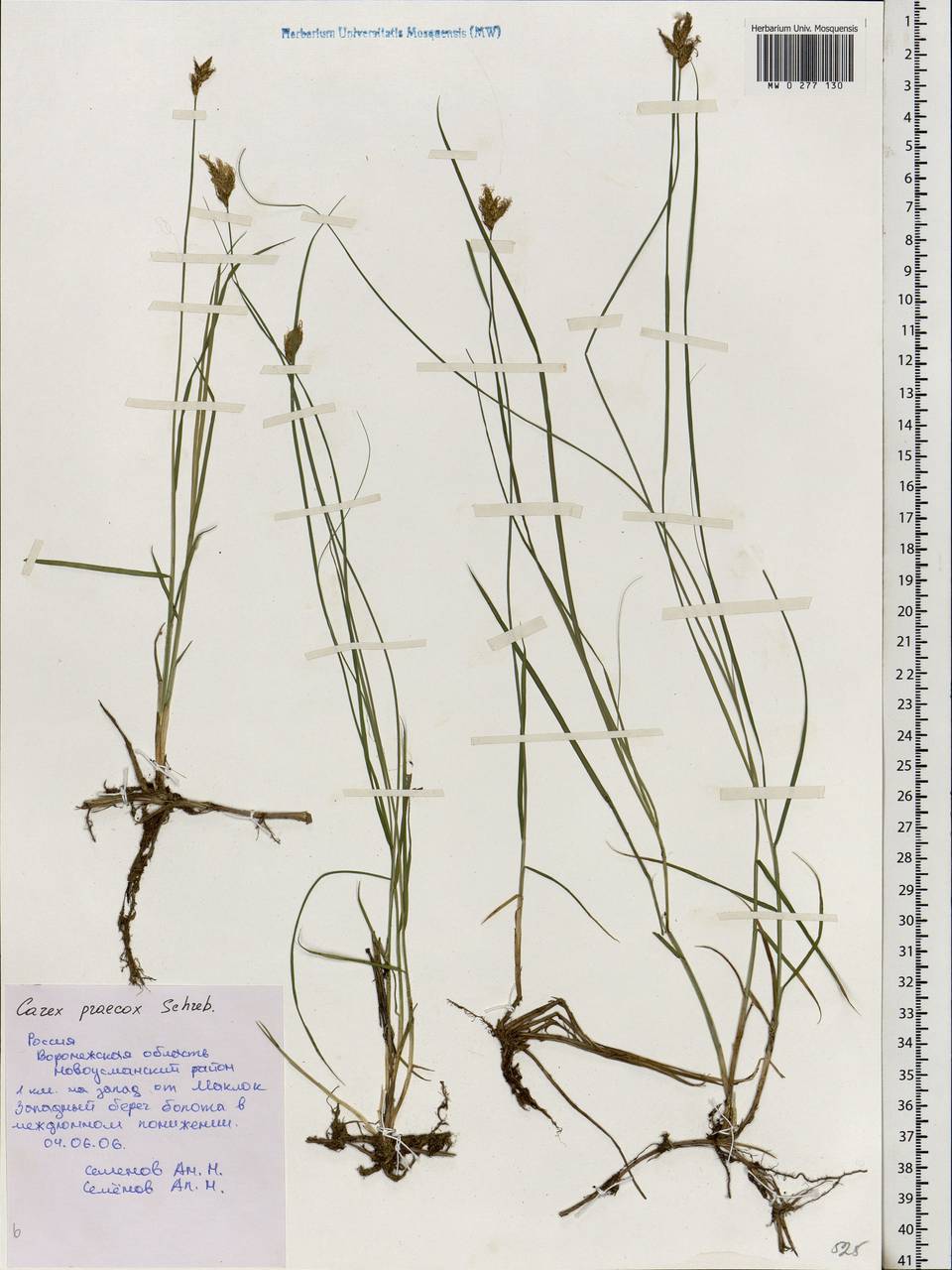 Carex praecox Schreb., Eastern Europe, Central forest-and-steppe region (E6) (Russia)