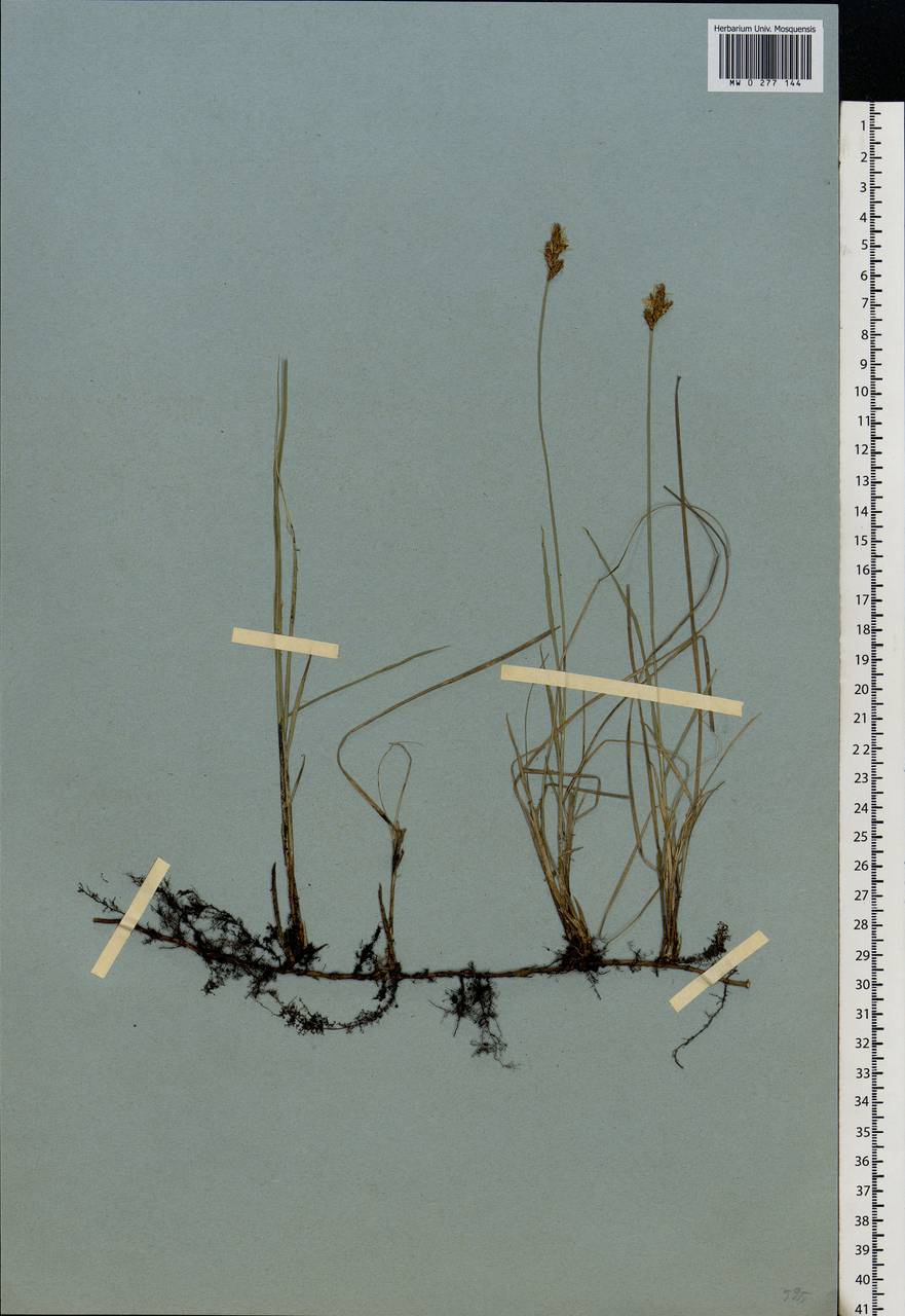 Carex praecox Schreb., Eastern Europe, Central forest-and-steppe region (E6) (Russia)