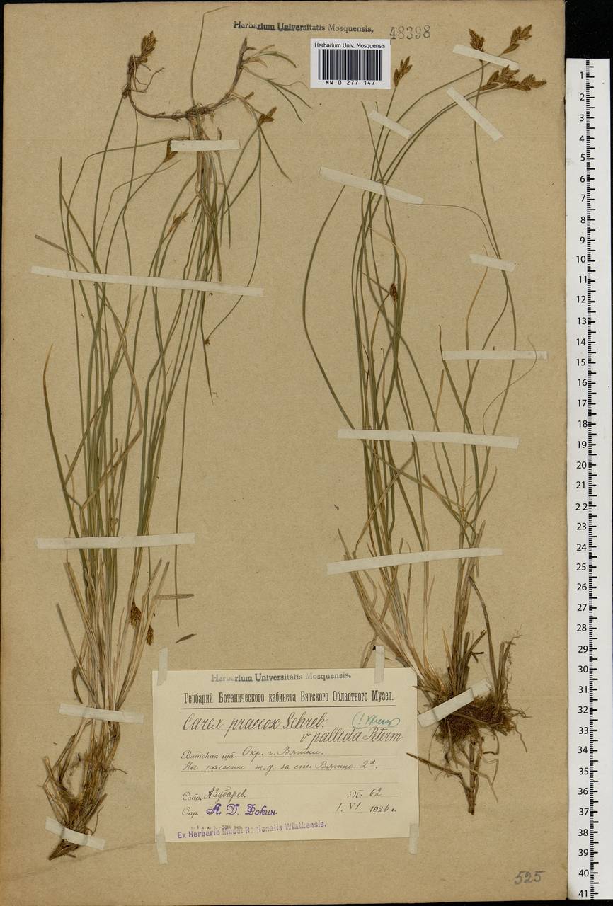 Carex praecox Schreb., Eastern Europe, Volga-Kama region (E7) (Russia)