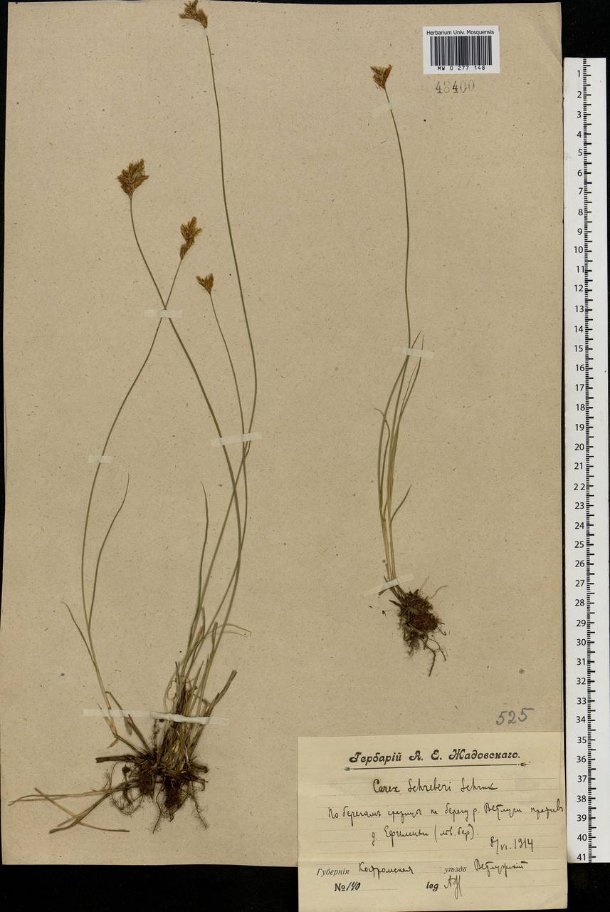 Carex praecox Schreb., Eastern Europe, Central forest region (E5) (Russia)