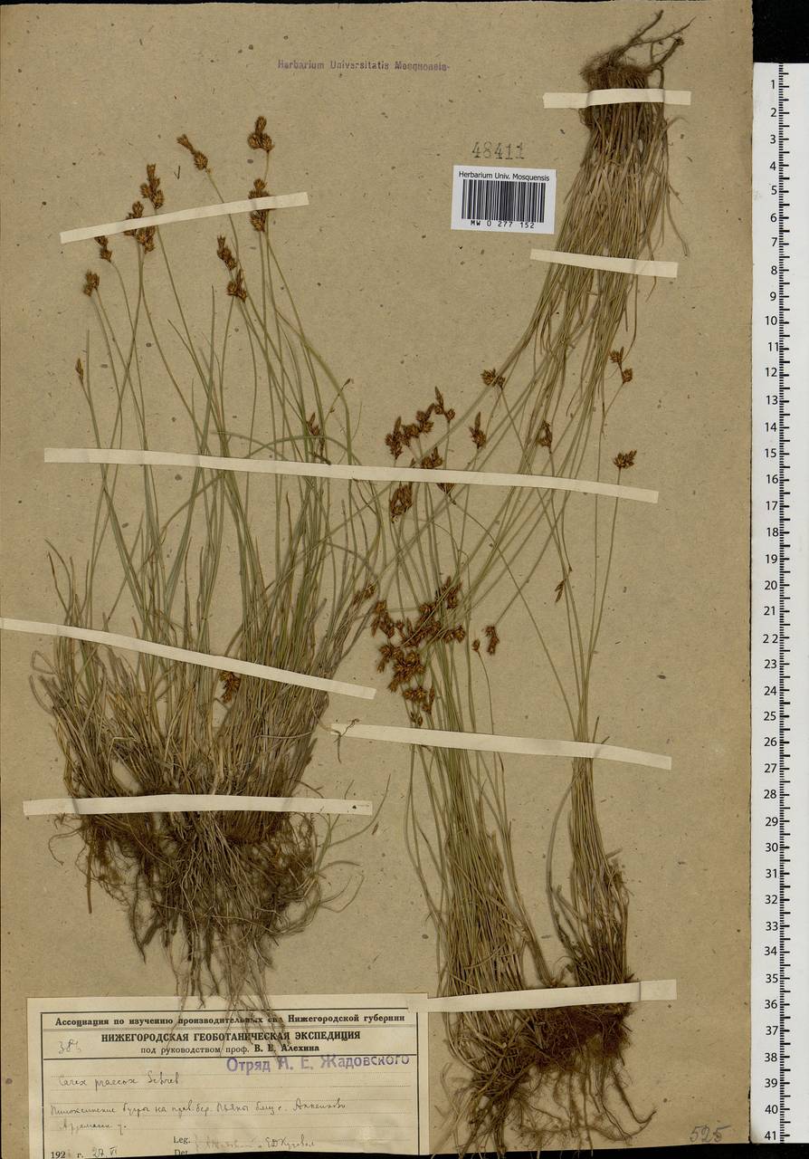 Carex praecox Schreb., Eastern Europe, Volga-Kama region (E7) (Russia)