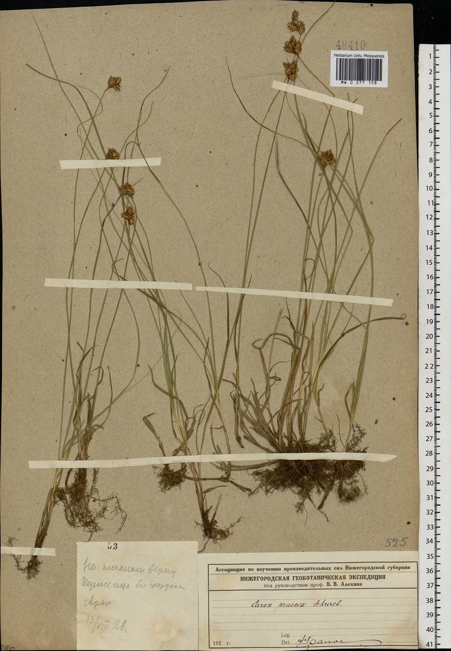 Carex praecox Schreb., Eastern Europe, Volga-Kama region (E7) (Russia)