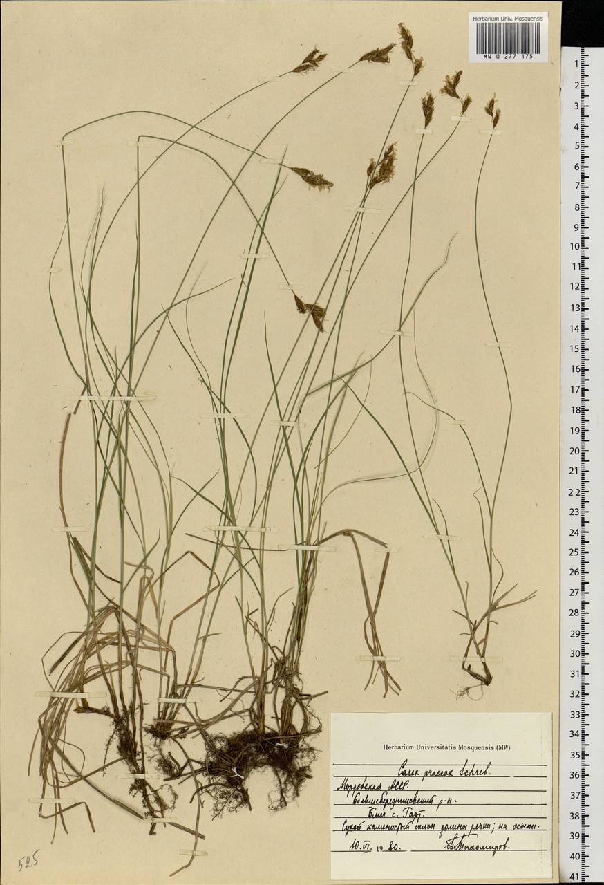 Carex praecox Schreb., Eastern Europe, Middle Volga region (E8) (Russia)