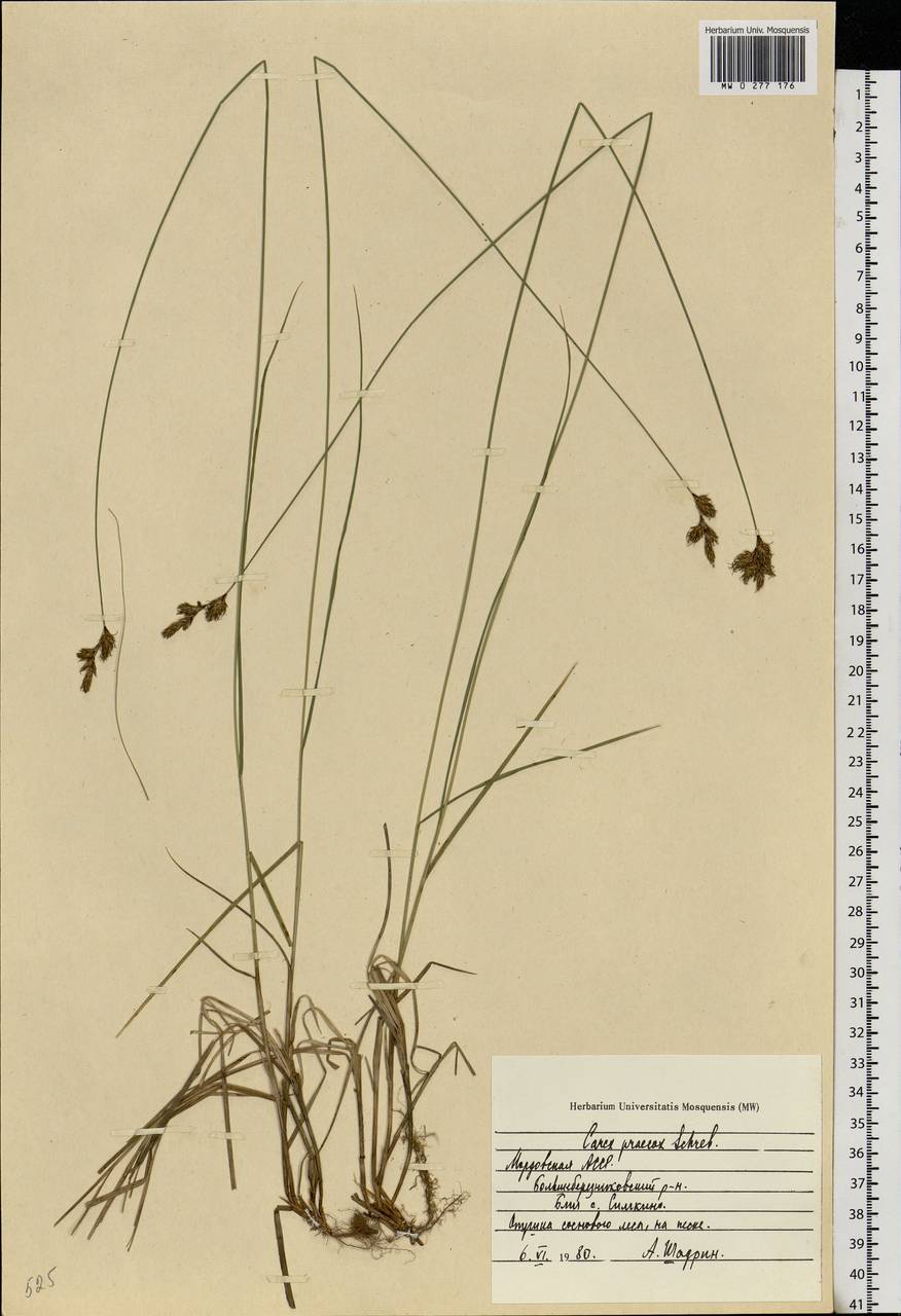 Carex praecox Schreb., Eastern Europe, Middle Volga region (E8) (Russia)