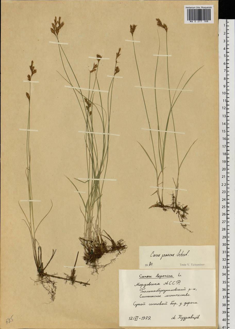 Carex praecox Schreb., Eastern Europe, Middle Volga region (E8) (Russia)