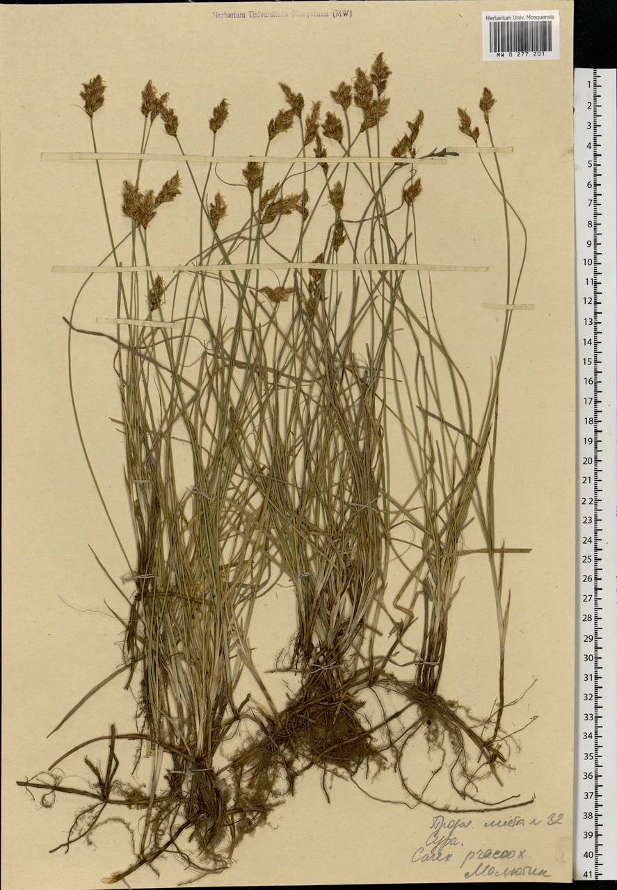 Carex praecox Schreb., Eastern Europe, Middle Volga region (E8) (Russia)